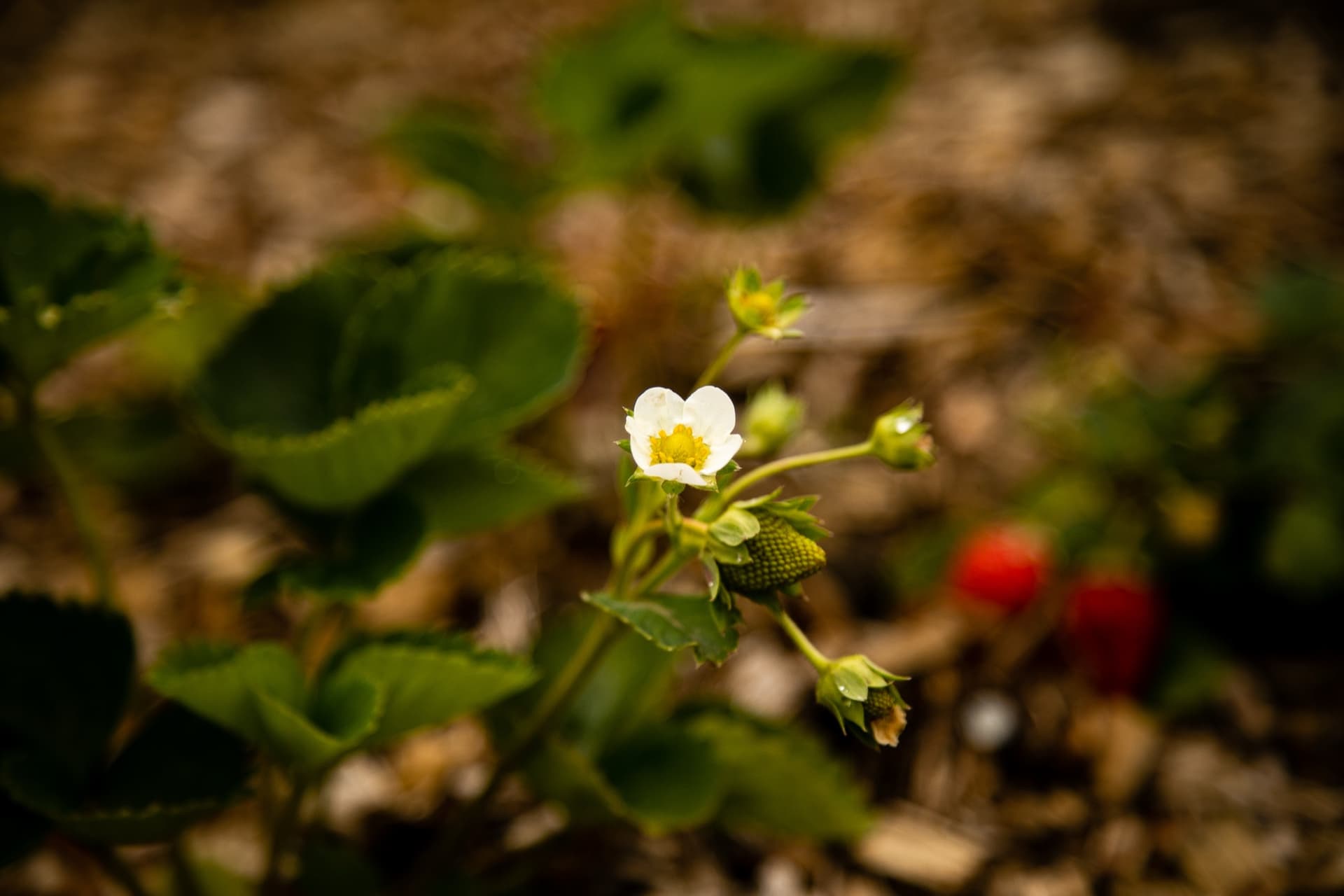 Sophora 20
